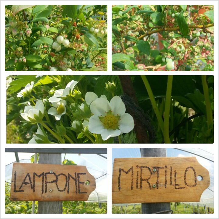 agritur piccoli frutti