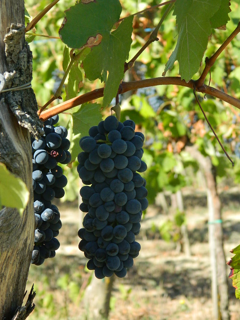 Barbera, Croatina (Bonarda), Cabernet Sauvignon e Merlot sono le uve rosse che produce Santa Giustina