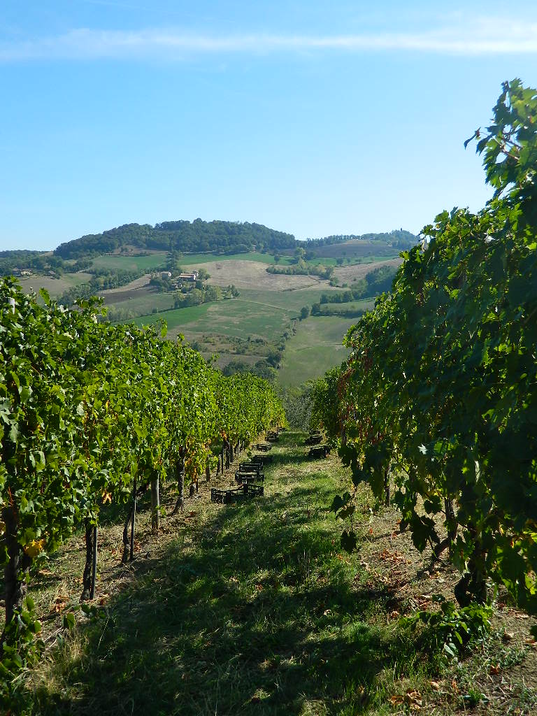 Una delle vigne dell'Azienda Agricola Santa Giustina 
