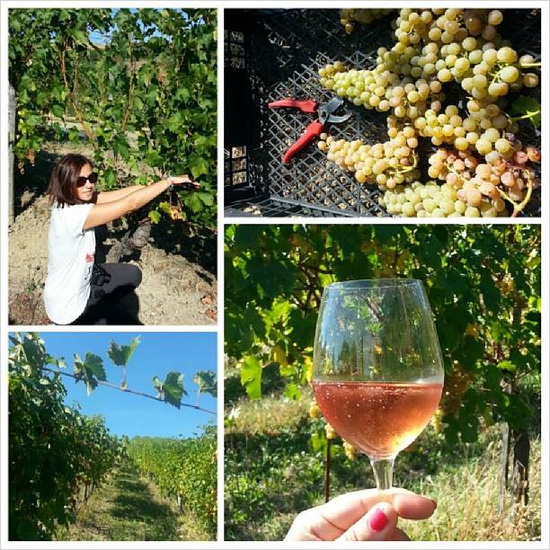 In vigna a raccogliere malvasia e degustazione di  1937 Spumante Brut Rosè a base Barbera